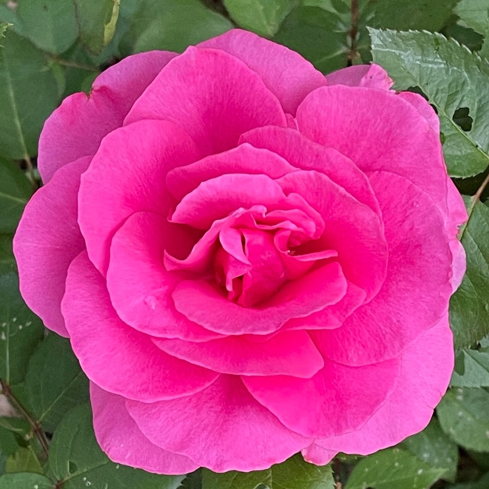 WELCOME! Thank You For Checking Out My Closet! - Picture 13 of 15